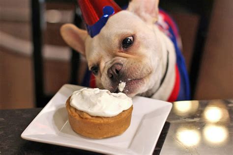 Birthday treats for dogs. Things To Know About Birthday treats for dogs. 